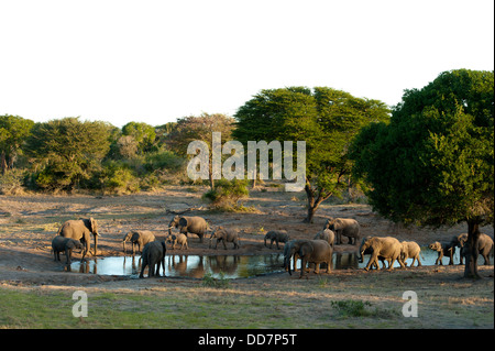 Herde von afrikanischen Elefanten an einer Wasserstelle (Loxodonta Africana Africana), Tembe Elephant Park, Südafrika Stockfoto