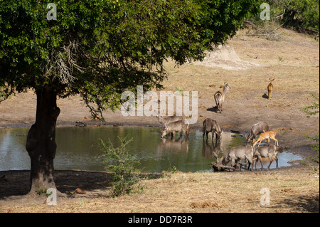 Gemeinsamen Wasserbock (Kobus Ellipsiprymnus Ellipsiprymnus) und Nyala (Tragelaphus Angasi), Tembe Elephant Park, Südafrika Stockfoto