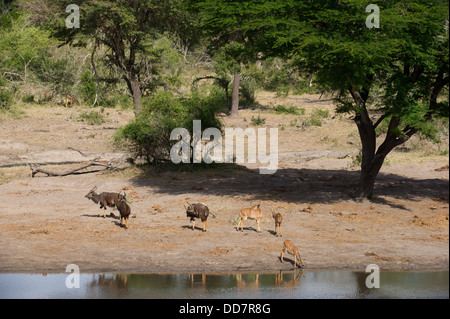 Nyala (Tragelaphus Angasi) an einer Wasserstelle, Tembe Elephant Park, Südafrika Stockfoto