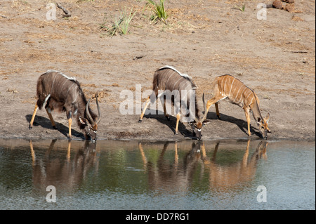 Nyala (Tragelaphus Angasi) an einer Wasserstelle, Tembe Elephant Park, Südafrika Stockfoto