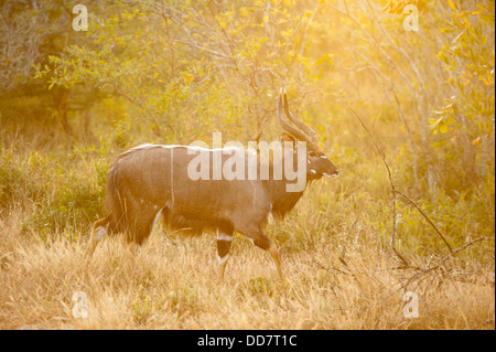 Bull Nyala (Tragelaphus Angasi), Tembe Elephant Park, Südafrika Stockfoto
