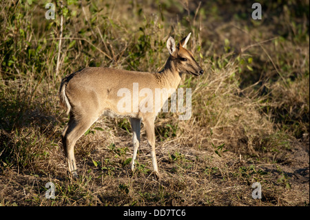 Gemeinsamen Duiker, Sylvicapra Grimmia, Tembe Elephant Park, Südafrika Stockfoto