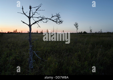 Tuhu Moor unter Nacht Himmel sapless Baum im Vordergrund, Estland baltischen Staaten Europa Westeuropa Stockfoto