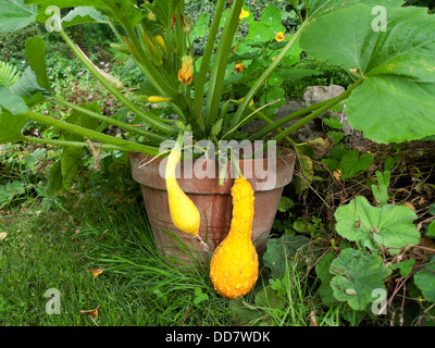 Gelbe summer crookneck Squash wachsen in einem Terrakottatopf in einem Gemüsegarten Carmarthenshire Wales UK KATHY DEWITT Stockfoto