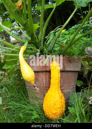 Gelbe summer crookneck Squash wachsen in einem terra cotta Topf in Gemüsegarten Carmarthenshire Wales UK KATHY DEWITT Stockfoto