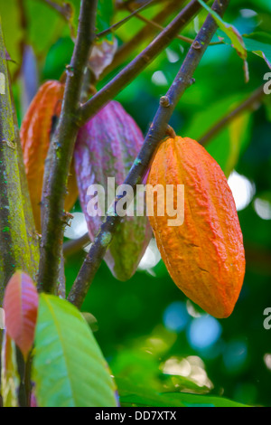 Kakao-Baum, Schokolade, Botanischer Garten, Waipio Valley, Big Island von Hawaii Stockfoto