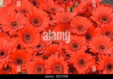 Masse der Gerbera Blüten Stockfoto