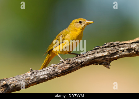 Sommer Tanager (Piranga Rubra) weiblich thront, Texas, USA. Stockfoto