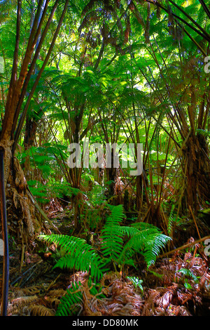 Ola'a Regenwald, HVNP, Hawaii Volcanoes National Park, Big Island von Hawaii Stockfoto