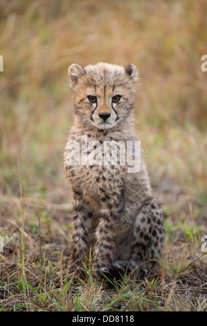 Cub Cheetah (Acinonyx Jubatus), Zulu Nyala Game Reserve, Südafrika Stockfoto