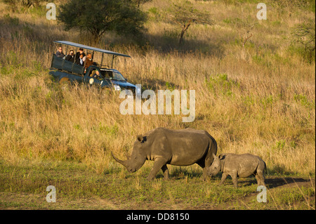 Touristen, die gerade weißer Nashorns mit Calf(Ceratotherium simum), Zulu Nyala Game Reserve, Südafrika Stockfoto