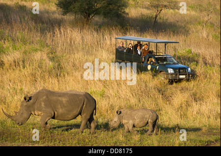 Touristen, die gerade weißer Nashorns mit Calf(Ceratotherium simum), Zulu Nyala Game Reserve, Südafrika Stockfoto