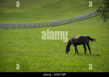 Pferde grasen auf Feld mit weißen Zaun, Lexington, Kentucky, USA Stockfoto