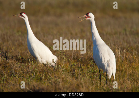 Schreikranich (Grus Americana) paar aufrufen, Texas, USA. Stockfoto