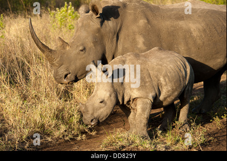 Weißer Rhinoceros (Ceratotherium Simum), Kalb Zulu Nyala Game Reserve, Südafrika Stockfoto