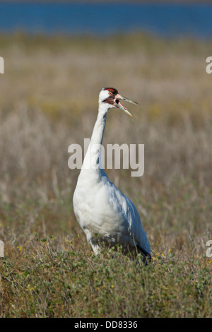 Schreikranich (Grus Americana) Erwachsenen aufrufen, Texas, USA. Stockfoto