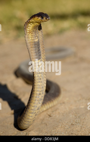 Snouted Kobra, Naja Annulifera, Südafrika Stockfoto