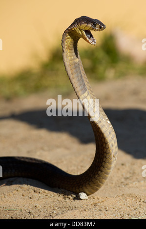 Snouted Kobra, Naja Annulifera, Südafrika Stockfoto