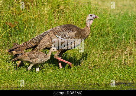 Wilder Truthahn (Meleagris Gallopavo) weiblich und jung, Texas, USA. Stockfoto