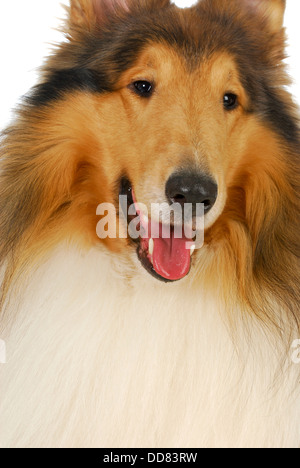 Rough Collie Porträt auf weißem Hintergrund - männlich 2 Jahre alt Stockfoto