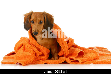 Hund-Bad - Langhaar Dackel wird abgetrocknet mit orange Handtuch auf weißem Hintergrund Stockfoto