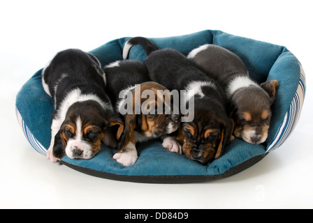 Wurf von Welpen - vier Basset Hound Welpen in einem Hundebett - 3 Wochen alt Stockfoto