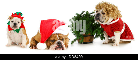 Weihnachten-Bulldoggen - Santa, Mrs. Claus und eine Elfe sitzend mit einem Weihnachtsbaum auf weißem Hintergrund Stockfoto