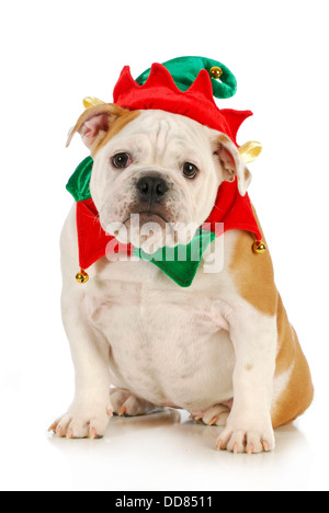 Hund Weihnachtself - englische Bulldogge gekleidet in Elf Kostüm sitzen auf weißem Hintergrund Stockfoto