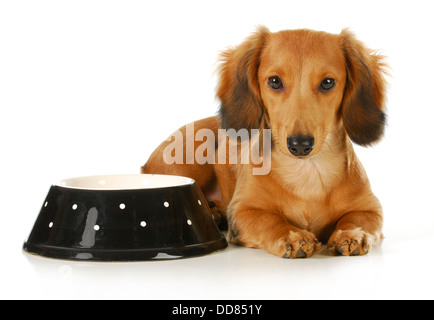 Fütterung des Hundes - Langhaar Dackel verlegen neben einer Schüssel von Hundefutter Stockfoto