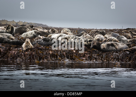 Robbenkolonie auf den Farne Islands Stockfoto