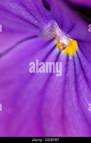 Lila Blüte in Nahaufnahme mit einzelnen Wassertropfen Stockfoto