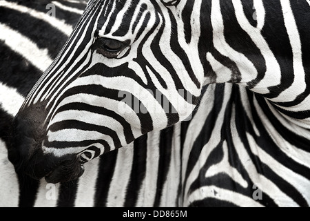 Zebra wendet sich an um seinen Körper zu kratzen. Tarangire. Tansania. Afrika Stockfoto