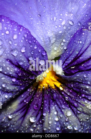 Stiefmütterchen in Nahaufnahme mit Wassertropfen Stockfoto