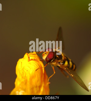 Schweben Sie fliegen auf einem isländischen Poppy mit Platz für Kopie Stockfoto