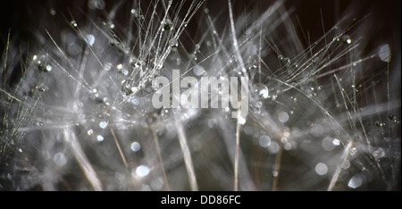 Löwenzahn Samen Kopf mit Wassertropfen Stockfoto
