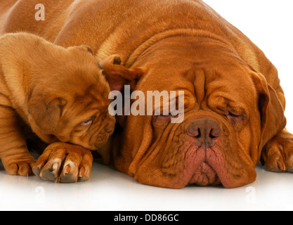 Mutter und Welpen - Dogge de Bordeaux Mutter und vier Wochen alten Welpen isoliert auf weißer Hintergrund Stockfoto