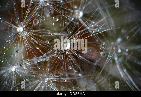 Löwenzahn Samen Kopf mit Wassertropfen Stockfoto