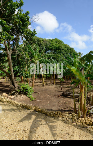 tropische Pflanzen und Vegetation auf der tropischen Insel der Dominikanischen Republik gefunden Stockfoto