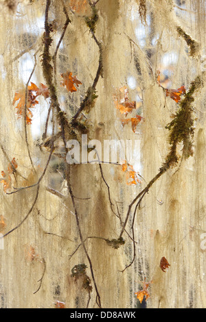 USA, Washington, Olympic Nationalpark. Methusalem Bart Flechte hängt in Ahorn. Stockfoto