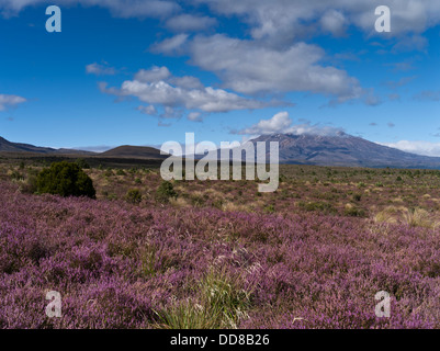 dh Tongariro National Park MOUNT RUAPEHU NEUSEELAND Mt Ruapehu North Island Central Plateau heidnischen Landschaftsschutzgebiet Landschaft Stockfoto