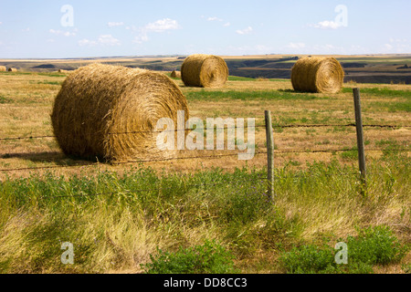 Alberta Landwirtschaft Rundballen Luzerne Heu im Feld mit Stacheldrahtzaun im Vordergrund Stockfoto