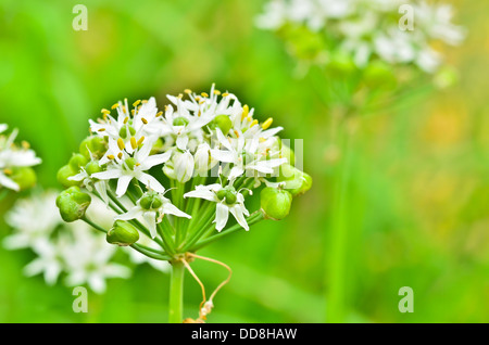 Bärlauch-Blumen Stockfoto