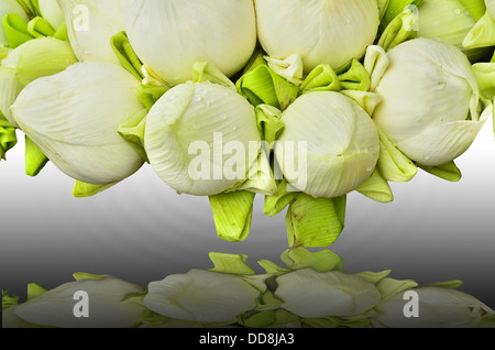 frische Lotus Knospe Bouquet und Reflexion Stockfoto