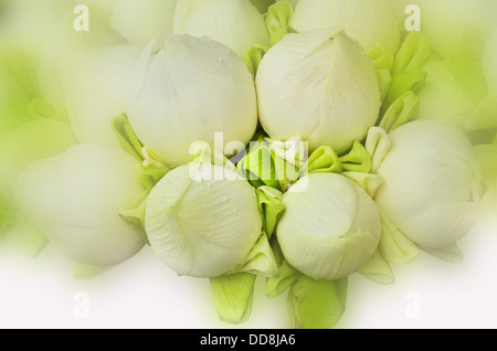 frische Lotus Knospe Strauß auf weißes Licht Stockfoto