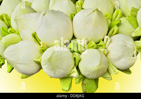 frische Lotus Knospe Strauß auf gelbem Hintergrund Stockfoto