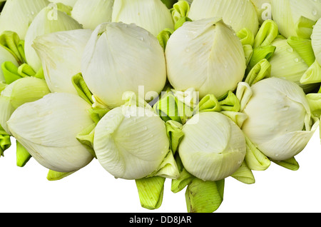 frische Lotus Knospe Strauß Stockfoto