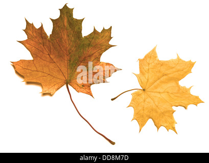 im Herbst Ahornblätter farbige Stockfoto