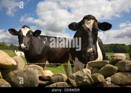 Zwei Kühe blicken auf eine Trockensteinmauer im Eden Valley, Cumbria, England, UK. Stockfoto