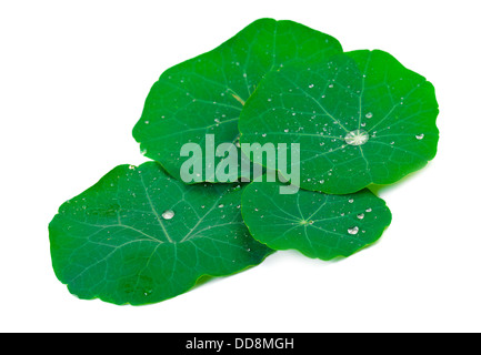 Grünes Blatt mit Wassertropfen. Isoliert auf weißem Hintergrund Stockfoto