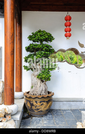 Chinesische rote Laternen hängen in einem Tempel. Hintergrund mit einem kleinen Baum in einem Topf und einer weißen Wand. Auf den Hintergrund konzentriert. Stockfoto